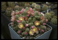 opuntia hpt320 321 039