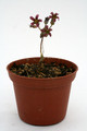 tylecodon schaeferianus 0060