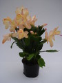 schlumbergera sol brazil 1600