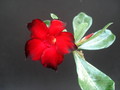 adenium shangri la 06