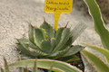 agave isthmensis marginata 01