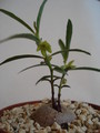 brachystelma vahrmeijeri 157