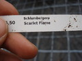 schlumbergera scarlet flame 1615