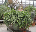 schlumbergera weihnachtsfreude xxl 11 04 08 3068