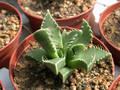 faucaria lupida 01