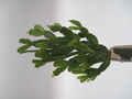 schlumbergera russeliana ehlers 7731