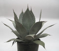 agave parryi importe 7711