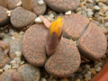 lithops fulviceps 04