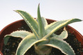 agave cornelius 6589