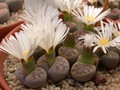 lithops karasmontana lerichiana 03