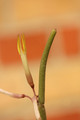 ceropegia dichotoma 8314