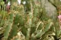 euphorbia coerulescens 02
