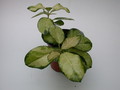 hoya australis lisa 4005