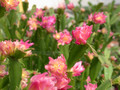 schlumbergera star burst 06