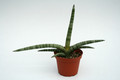 sansevieria cylindrica 5738