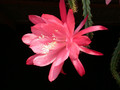 aporocactus lady luck 01