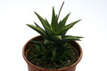 haworthia skinneri 1485