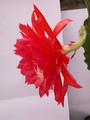 eh spring fling 9292 258