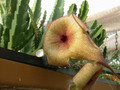 stapelia gigantea4