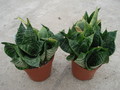 sansevieria green hahnii 05