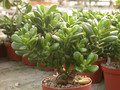 crassula portulacea monst hobbit 02