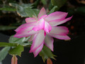 schlumbergera hatherton charm 210