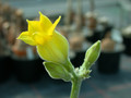 pachypodium rosulatum horombense es10399 ihosy 01