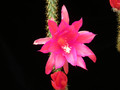 aporocactus susan1