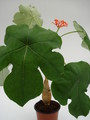 jatropha podagrica 763