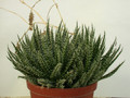aloe haworthioides 01