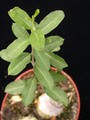fockea edulis 2363