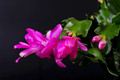schlumbergera purple dancer 003