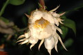 epiphyllum chrysocardium 6588