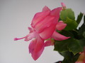 schlumbergera thor kiri 1575