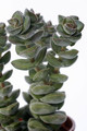 crassula green pagoda 7210