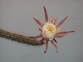 nyctocereus hirschtianus 40