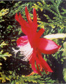 eh iris paetz 02