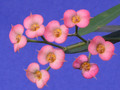 euphorbia genoudiana 0860