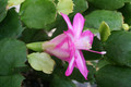 schlumbergera madonga vergleichen 8625