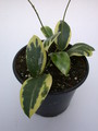 hoya parasitica variegata 4026