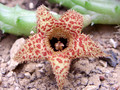 huernia hystrix appendiculata 0893