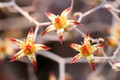 graptopetalum pentandrum superbum 2059