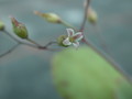 kalanchoe humilis 01