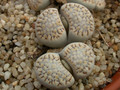 lithops julii fulleri rouxii c215 02