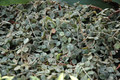 hoya curtisii 6553