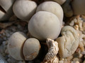 lithops ruschiorum lineata 03