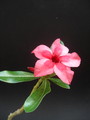 adenium ploy deang 06