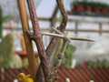 ceropegia variegata es1016 02