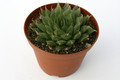 haworthia specksii jdv92 23 7272