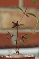brachystelma tuberosum 04